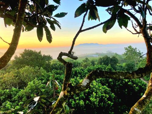 Blick auf den Dschungel von der Spitze eines Baumes in der Unterkunft Homestay Vườn Trái Cây Nhiệt Đới VÔ ƯU GARDEN in Bảo Lộc