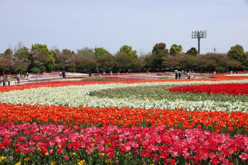 a field of colorful flowers in a park at Sennomori in Ise