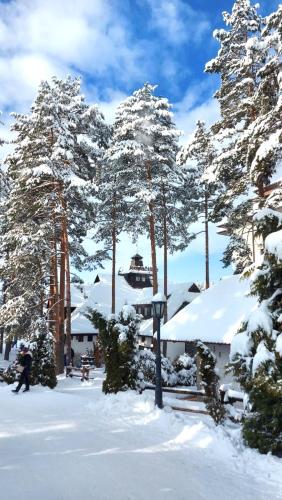 a group of trees with snow on them at BalkanHill2 S37 Pekovic green in Zlatibor