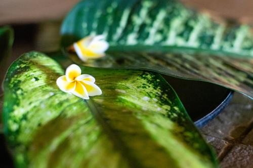 a green banana with a flower on top of it at Collection Luxury Accommodation: Quinta Do Sol, Vilanculos, Mozambique in Vilanculos