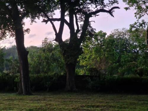 a tree in the middle of a field at Sigiriya Cottage in Sigiriya