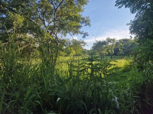 a field with tall grass and a tree at Sigiriya Cottage in Sigiriya