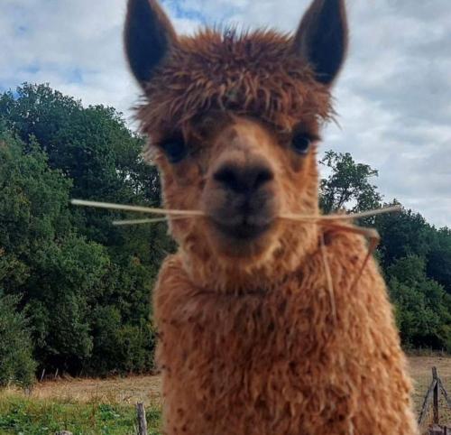 a llama dressed up in a costume with hay in its mouth at Guest House "Près des Montgolfières" in Angé