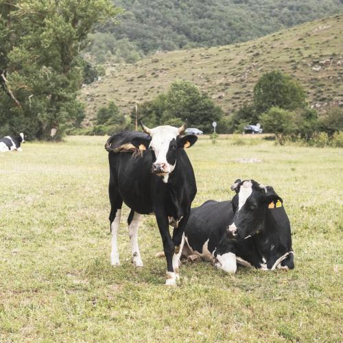 Άλλα ζώα σε αυτό το διαμέρισμα ή στη γύρω περιοχή