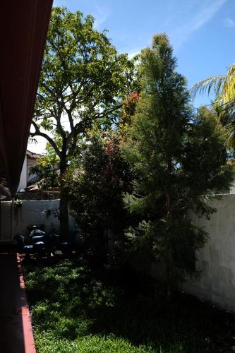 a tree in a yard next to a fence at MENAKA HOMESTAY in Tangalle