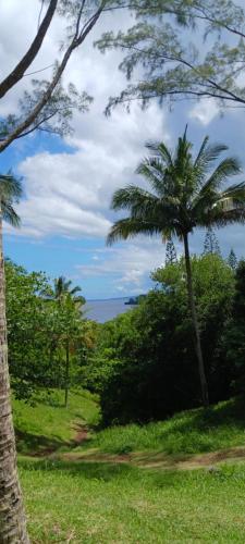 a palm tree in a field with the ocean in the background at Filassa Home, Villa à la Rivière de l'Est, Sainte Rose in Le Petit Brûlé