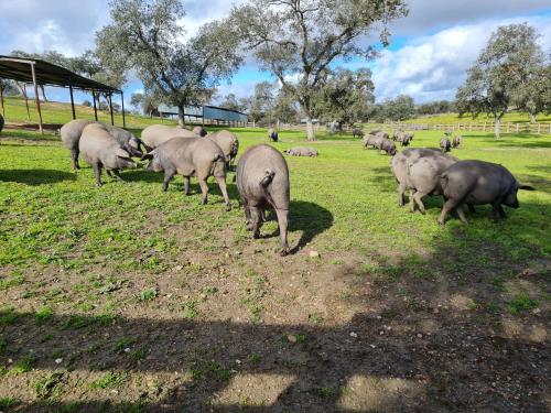 Alojamiento Rural Finca Barral photo 80