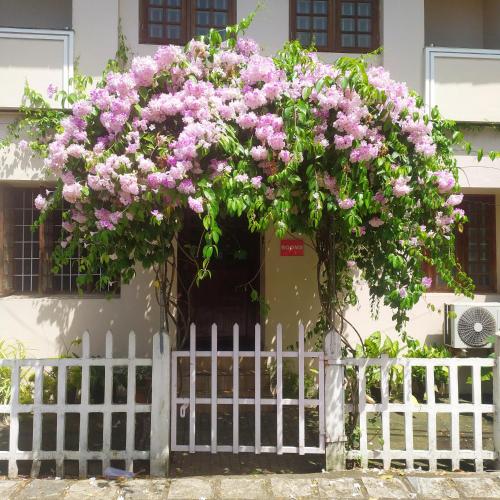 einen Baum mit rosa Blumen auf einem weißen Zaun in der Unterkunft Sundance Beach Villa Dorms in Kochi