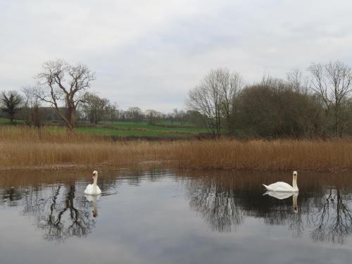 two white swans swimming in a pond at Shannon Vale in Woodford