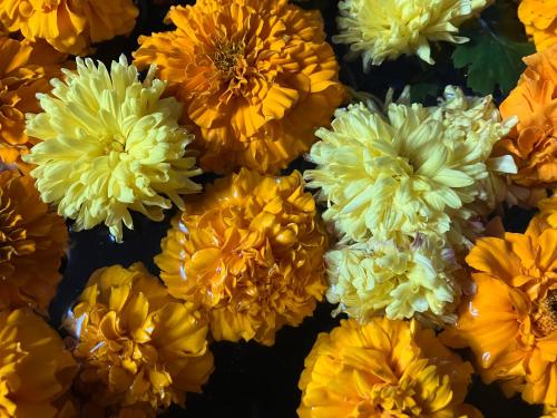 a pile of yellow and white flowers at Sacred Trails Homestay in Burhānilkantha
