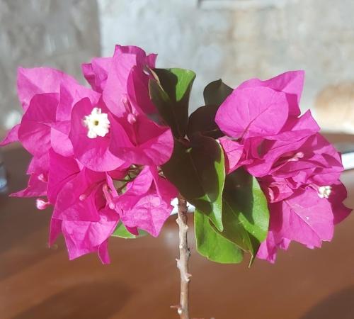 a bunch of pink flowers in a vase at Villa Ilda - Deluxe Holiday Villa - KALKAN-ANTALYA in Kalkan