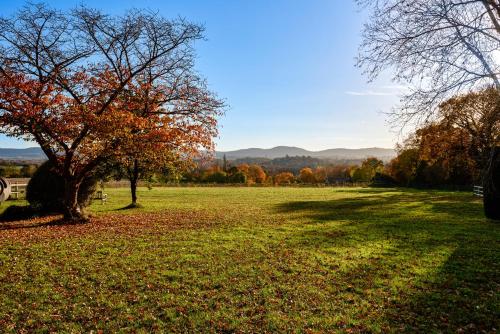 a tree in the middle of a grassy field at Garden flat near Goodwood with stunning views in Petersfield