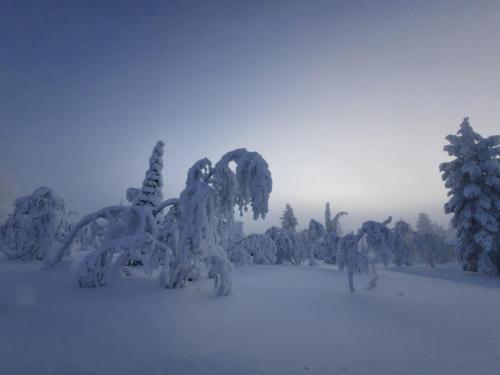 a snow sculpture of trees in a snowy field at Villa Havu holiday home in Pyhä/Lapland in Pyhätunturi
