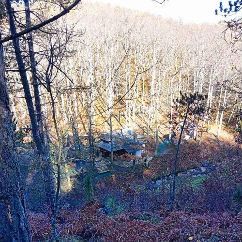 an aerial view of a cabin in the middle of a forest at Brvnara Mila Vila in Pranjani