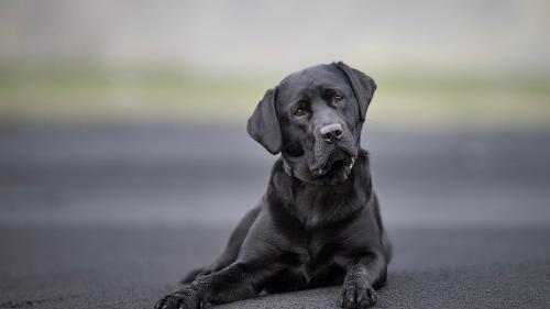 a black dog laying on the floor at Ferienhaus Kapeller in Sankt Jakob in Haus