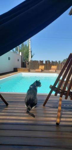 a black dog sitting on a wooden deck next to a pool at The Guest House hostel in Balneário Gaivotas