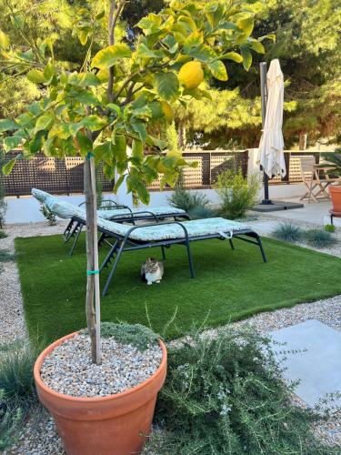 Aed väljaspool majutusasutust Apartment Lemon Tree