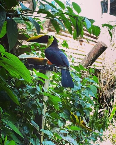 a bird sitting on top of a tree at Ceiba lodge in Drake