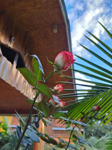 Ein Garten an der Unterkunft Fundo Hassinger