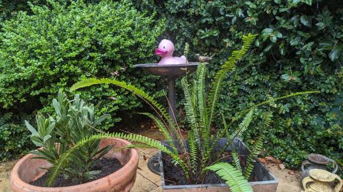 a birdbath with a pink bird sitting on top of it at Kookaburra Place in Thornleigh