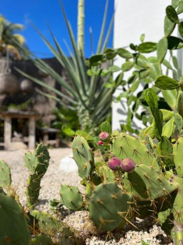 a green plant with pink flowers in a garden at Casa Almea Sisal in Sisal