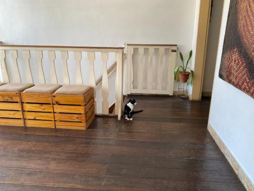 a black and white cat sitting in a room at Aldeia Hostel in Manaus