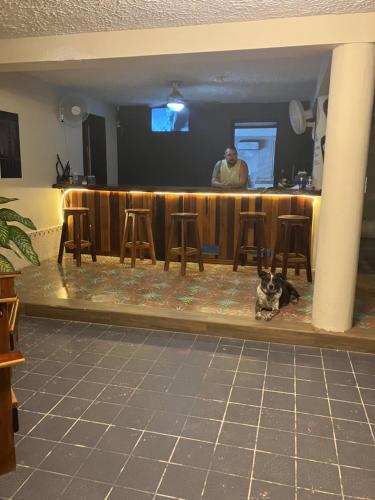 a dog laying on the floor in front of a bar at Rum punch lodge in Corozal