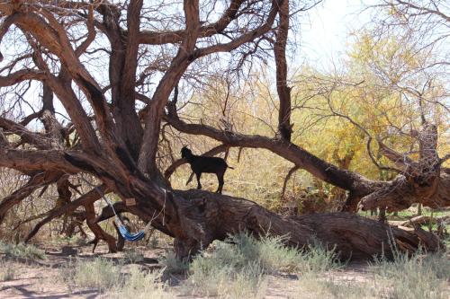a black dog is standing in a tree at Cabaña Nachitor in San Pedro de Atacama