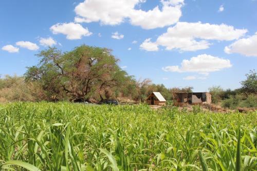 a field of corn with a barn in the background at Cabaña Nachitor in San Pedro de Atacama