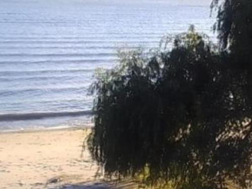 a tree on a beach near the water at Casita colonia in Colonia del Sacramento
