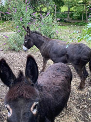 Dyr i lejligheden eller i nærheden