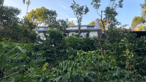 ein Haus hinter einem Garten voller Pflanzen in der Unterkunft Homestay In Coorg Doddakallu Betta in Somvārpet