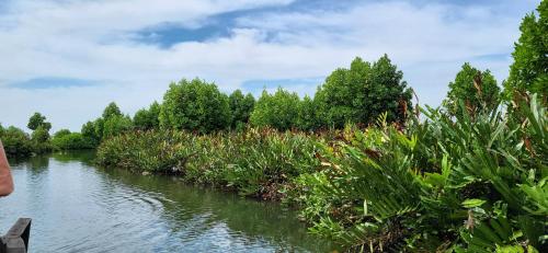 a river with trees and plants on the side at Bell Farms and Resorts in Munroe Island