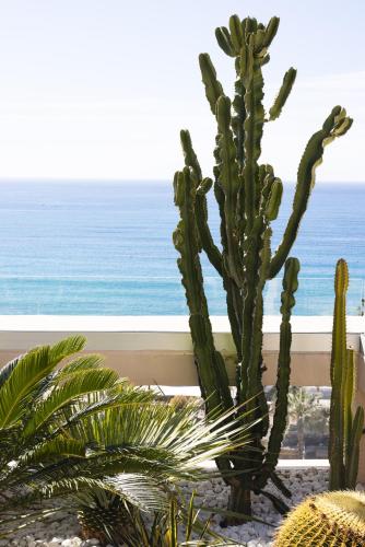 a cactus in front of a view of the ocean at Mondrian Cannes in Cannes