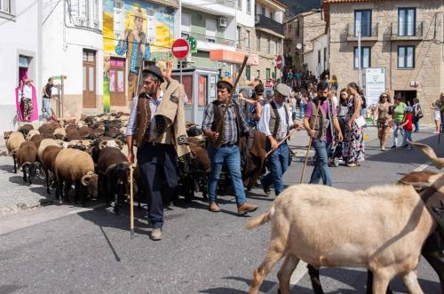 a herd of sheep walking down a city street at Casa da Vila - Apartamento rés chão in Alpedrinha