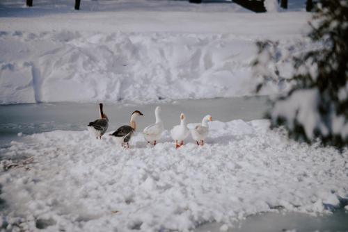 a group of birds standing in the snow at Voevodyno Resort in Tur'ya Pasika