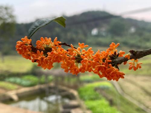 un bouquet de fleurs orangées sur une branche d'arbre dans l'établissement Youbao House, à Xiangtan