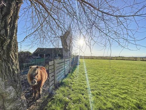 a cow standing behind a fence in a field at Blauwhof - Steenkerke in Veurne