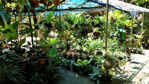 En have udenfor Khao Sok Las Orquideas Resort