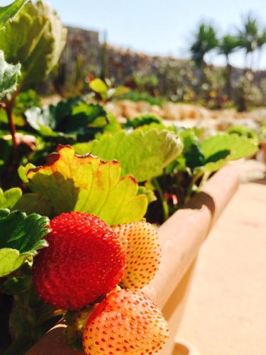 Zahrada ubytování Agriturismo La Palascìa Masseria Agreste