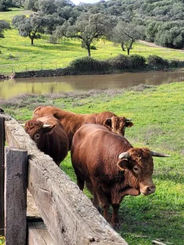 Alojamiento Rural Finca Barral photo 33