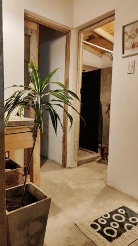 a potted plant in an empty room with a door at Hostel Tandil in Tandil
