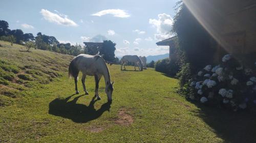 two horses grazing in the grass on a hill at Montanha Home in Monte Verde