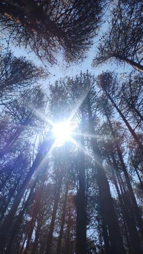 a view of the sun shining through the trees at Montanha Home in Monte Verde