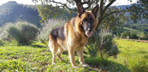 a brown and black dog standing in the grass at Montanha Home in Monte Verde