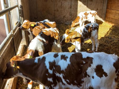 a group of cows in a barn eating hay at Ferien am Samerhof in Matreiwald