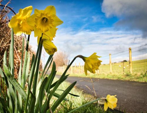 a group of yellow flowers on the side of a road at Y Bwthyn Bach Cute Stone Cottage in Tywyn in Tywyn