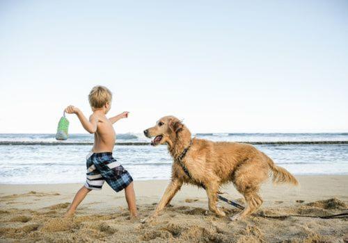 a young boy playing with a dog on the beach at Y Bwthyn Bach Cute Stone Cottage in Tywyn in Tywyn