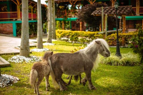 Gallery image of Finca Hotel el Diamante in Calarcá