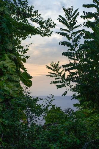 a view of the ocean from between two trees at Frenchman's Cove Resort in Port Antonio